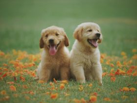 Welche Behandlungen sind standardmäßig in einer Hundeversicherung enthalten? 5