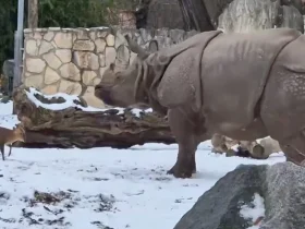 Bill Gates' düsterer Trend? Sehen Sie, wie dieses Reh ein Nashorn besiegt!